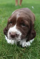Trooper, a male English Springer Spaniel for sale in Alta Vista, IA – 1 of 7
