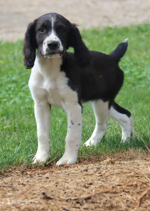 Summer – English Springer Spaniel puppy for sale in Alta Vista, IA