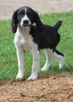 Summer, a female English Springer Spaniel for sale in Alta Vista, IA – 2 of 8