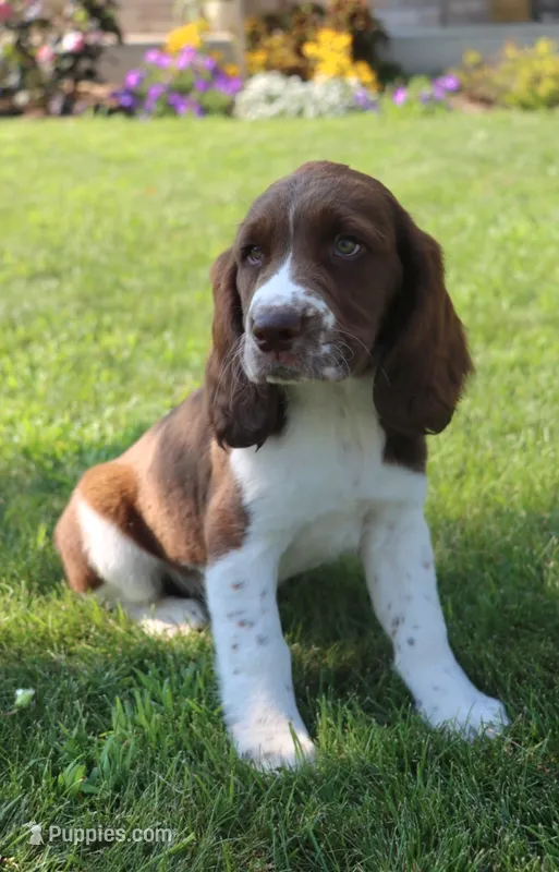 Trooper – English Springer Spaniel puppy for sale in Alta Vista, IA