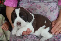 Tracy, a female English Springer Spaniel for sale in Alta Vista, IA – 2 of 6
