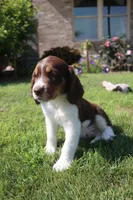 Scott, a male English Springer Spaniel for sale in Alta Vista, IA – 9 of 10
