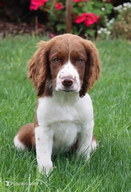Stormy – English Springer Spaniel puppy for sale in Alta Vista, IA