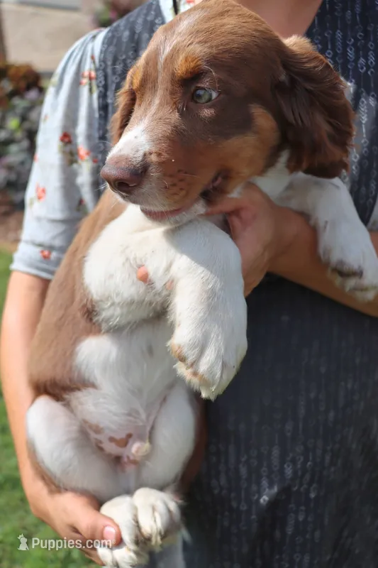 Scott – English Springer Spaniel puppy for sale in Alta Vista, IA