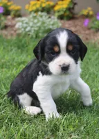 Sage, a female English Springer Spaniel for sale in Alta Vista, IA – 4 of 7