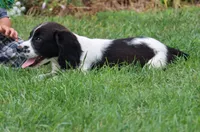 Sophie, a female English Springer Spaniel for sale in Alta Vista, IA – 4 of 8