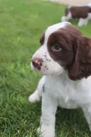 Tinker, a male English Springer Spaniel for sale in Alta Vista, IA – 1 of 7