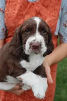 Tiger, a male English Springer Spaniel for sale in Alta Vista, IA – 7 of 8