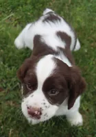 Tinker, a male English Springer Spaniel for sale in Alta Vista, IA – 5 of 7