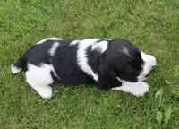 Teddy, a male English Springer Spaniel for sale in Alta Vista, IA – 6 of 7