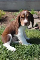 Scott, a male English Springer Spaniel for sale in Alta Vista, IA – 6 of 10