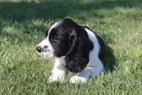 Sophie, a female English Springer Spaniel for sale in Alta Vista, IA – 6 of 9