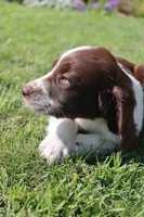 Smokey, a male English Springer Spaniel for sale in Alta Vista, IA – 7 of 9