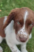 Smokey, a male English Springer Spaniel for sale in Alta Vista, IA – 2 of 9