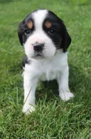 Sage, a female English Springer Spaniel for sale in Alta Vista, IA – 3 of 7