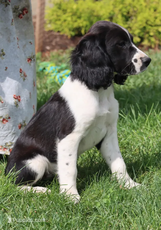 Summer – English Springer Spaniel puppy for sale in Alta Vista, IA