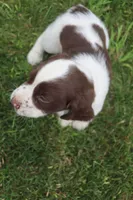 Tinker, a male English Springer Spaniel for sale in Alta Vista, IA – 4 of 7
