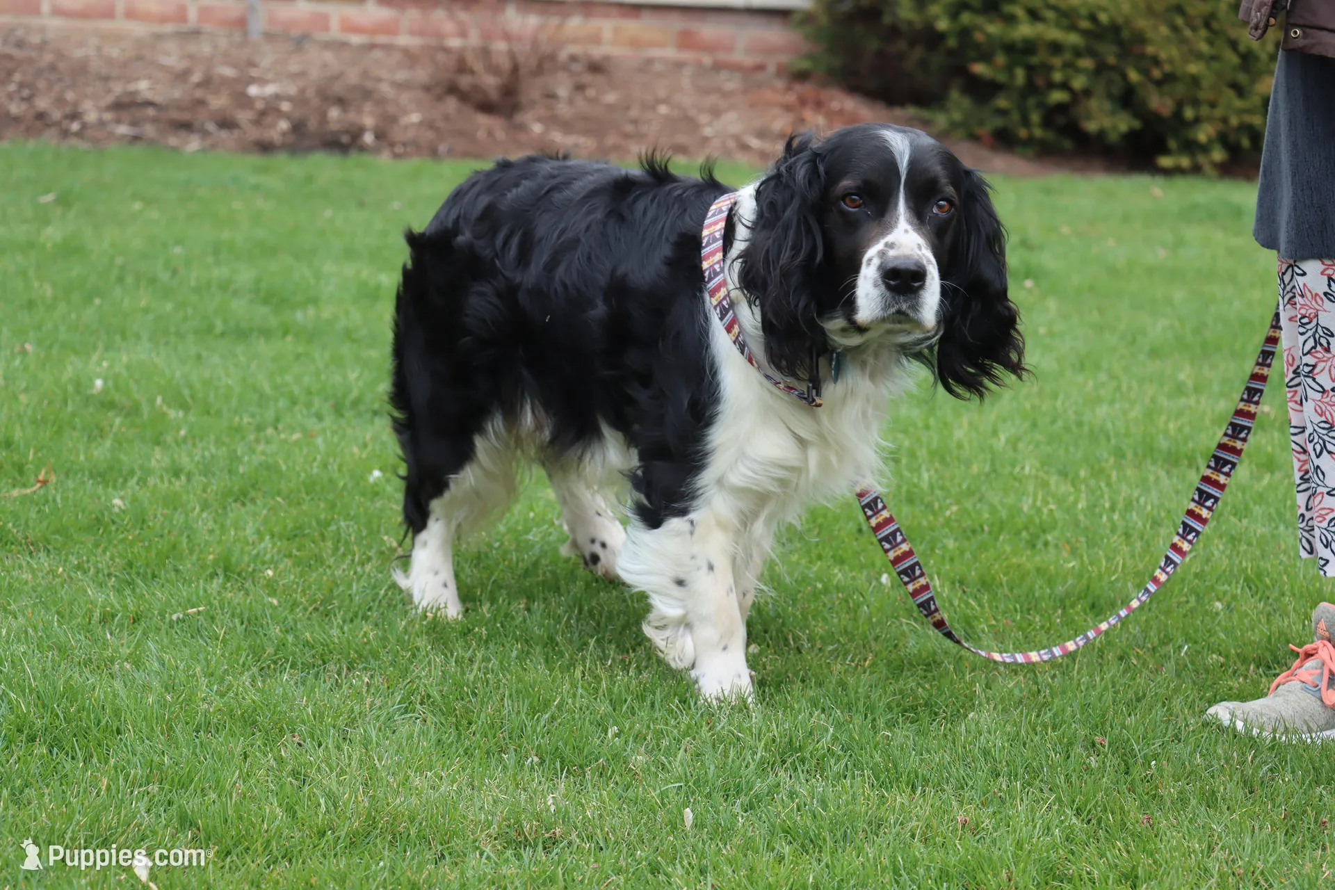 Kiara, a  English Springer Spaniel for sale in Alta Vista, IA – Photo 2 of 3
