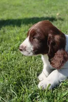 Stormy, a male English Springer Spaniel for sale in Alta Vista, IA – 4 of 7