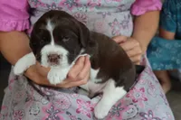 Trooper, a male English Springer Spaniel for sale in Alta Vista, IA – 6 of 6