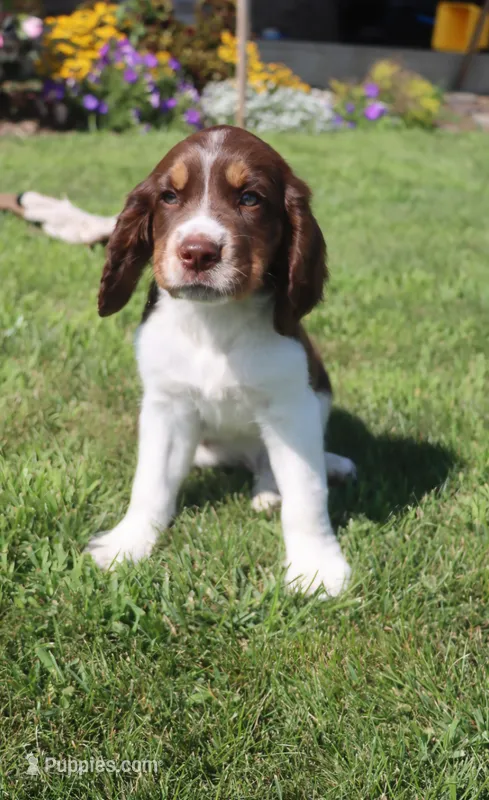 Scott – English Springer Spaniel puppy for sale in Alta Vista, IA