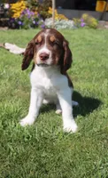 Scott, a male English Springer Spaniel for sale in Alta Vista, IA – 1 of 10