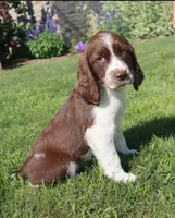 Sunny, a male English Springer Spaniel for sale in Alta Vista, IA – 2 of 10