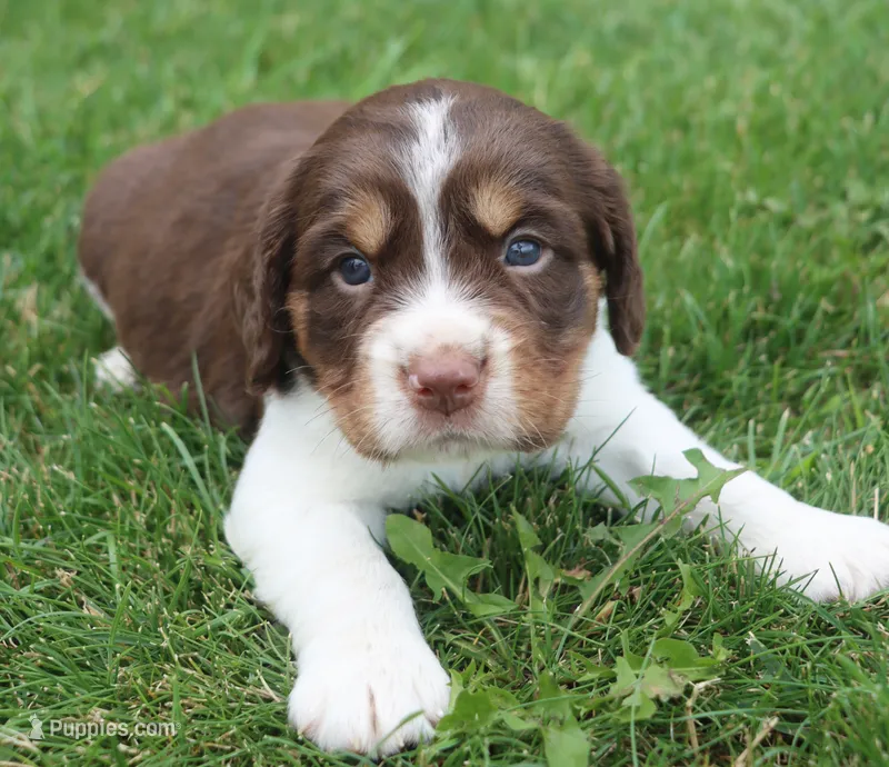 Scott – English Springer Spaniel puppy for sale in Alta Vista, IA