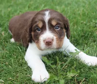 Scott, a male English Springer Spaniel for sale in Alta Vista, IA – 2 of 7