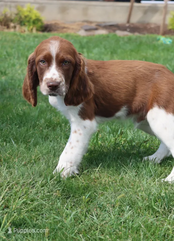 Sunny – English Springer Spaniel puppy for sale in Alta Vista, IA