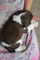 Trooper, a male English Springer Spaniel for sale in Alta Vista, IA – 4 of 6