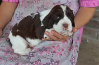 Trixie, a female English Springer Spaniel for sale in Alta Vista, IA – 2 of 5