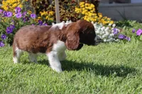 Stormy, a male English Springer Spaniel for sale in Alta Vista, IA – 5 of 7