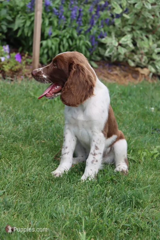 Smokey – English Springer Spaniel puppy for sale in Alta Vista, IA