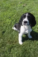 Summer, a female English Springer Spaniel for sale in Alta Vista, IA – 5 of 6
