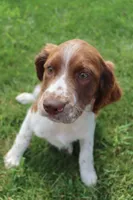 Sunny, a male English Springer Spaniel for sale in Alta Vista, IA – 4 of 7