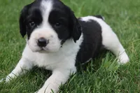 Sophie, a female English Springer Spaniel for sale in Alta Vista, IA – 5 of 8