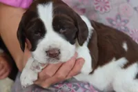 Tracy, a female English Springer Spaniel for sale in Alta Vista, IA – 3 of 6