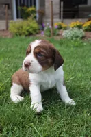 Sandy, a male English Springer Spaniel for sale in Alta Vista, IA – 6 of 7