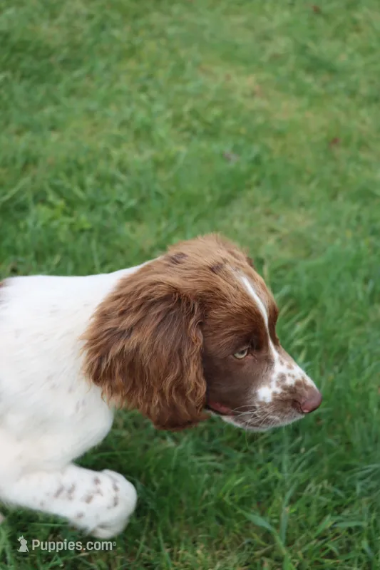 Smokey – English Springer Spaniel puppy for sale in Alta Vista, IA