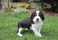 Sage, a female English Springer Spaniel for sale in Alta Vista, IA – 6 of 7