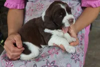 Trooper, a male English Springer Spaniel for sale in Alta Vista, IA – 3 of 6