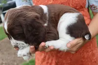 Tiger, a male English Springer Spaniel for sale in Alta Vista, IA – 3 of 8