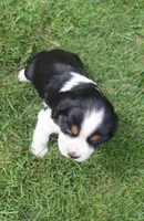 Sage, a female English Springer Spaniel for sale in Alta Vista, IA – 7 of 7