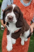 Tiger, a male English Springer Spaniel for sale in Alta Vista, IA – 6 of 8