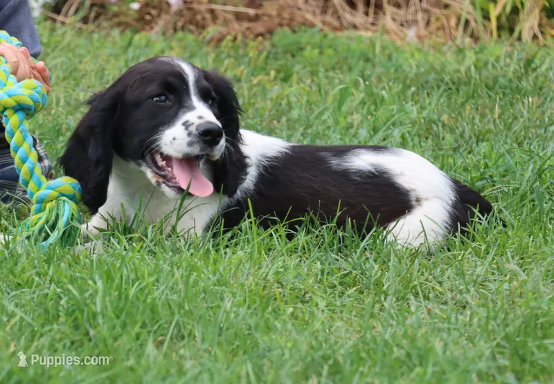 Sophie – English Springer Spaniel puppy for sale in Alta Vista, IA