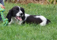 Sophie, a female English Springer Spaniel for sale in Alta Vista, IA – 3 of 8