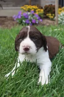 Stormy, a male English Springer Spaniel for sale in Alta Vista, IA – 1 of 6