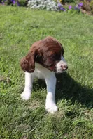 Stormy, a male English Springer Spaniel for sale in Alta Vista, IA – 6 of 7