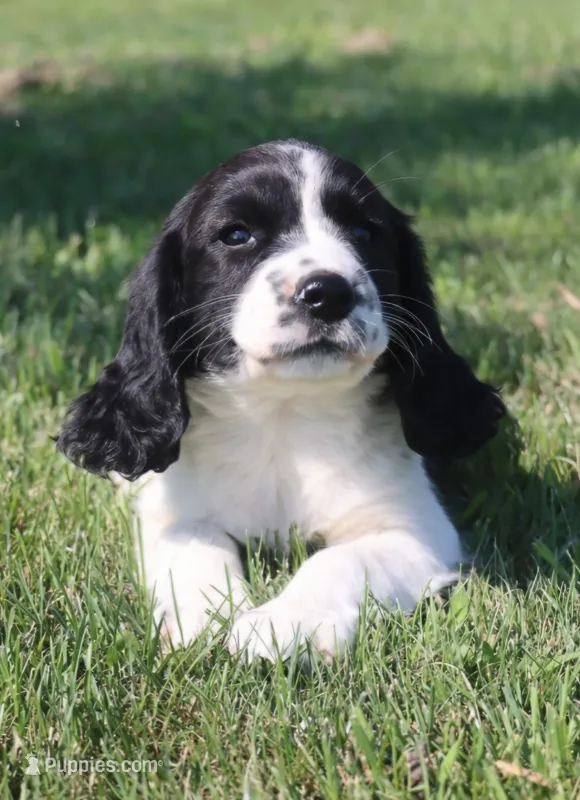 Sophie – English Springer Spaniel puppy for sale in Alta Vista, IA